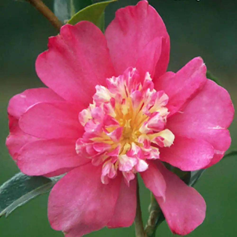 CAMELLIA sasanqua 'Paradise Sandra'