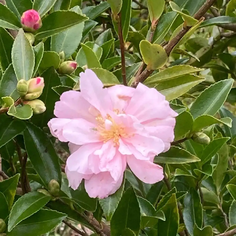 CAMELLIA sasanqua 'Pink Snow'