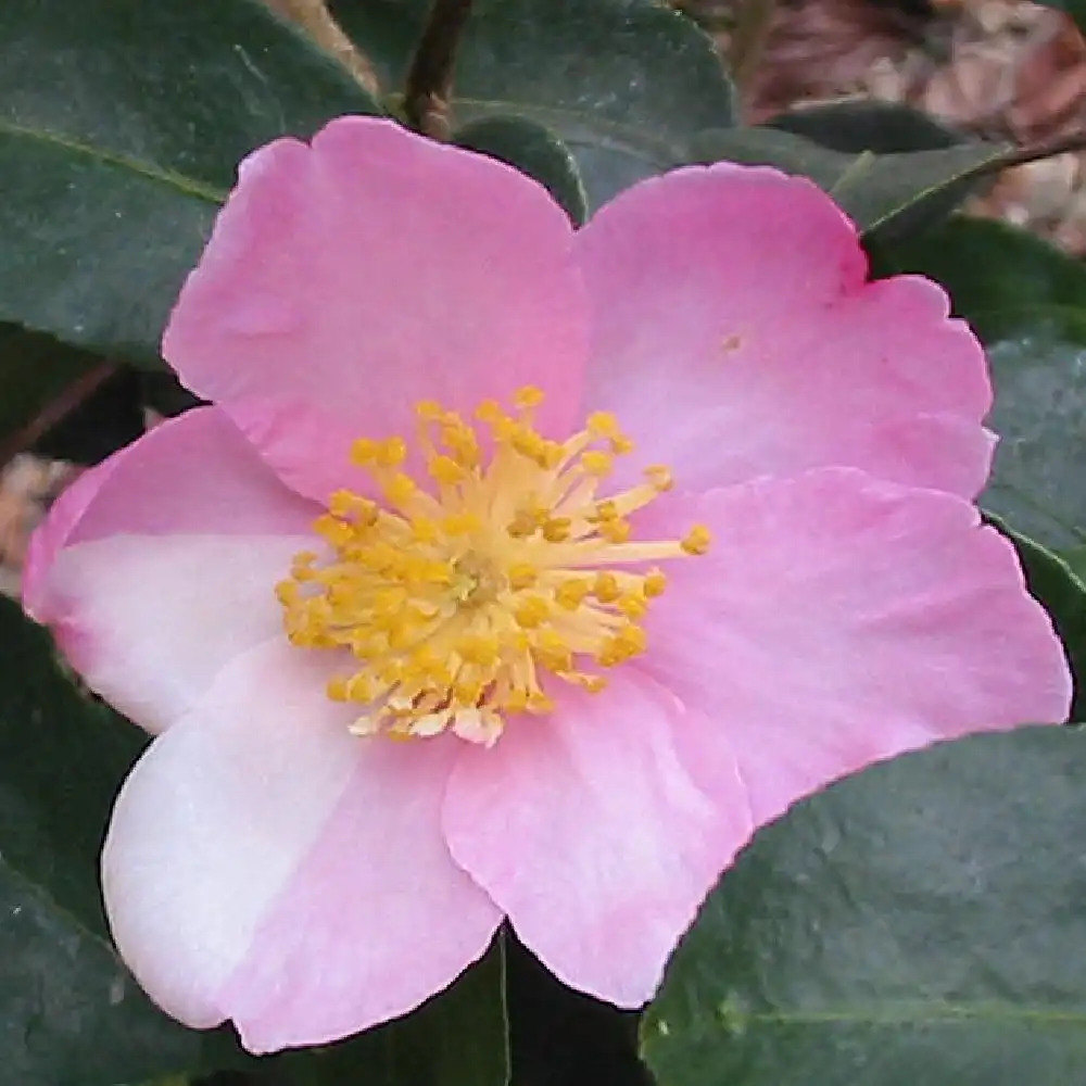 CAMELLIA sasanqua 'Plantation Pink'