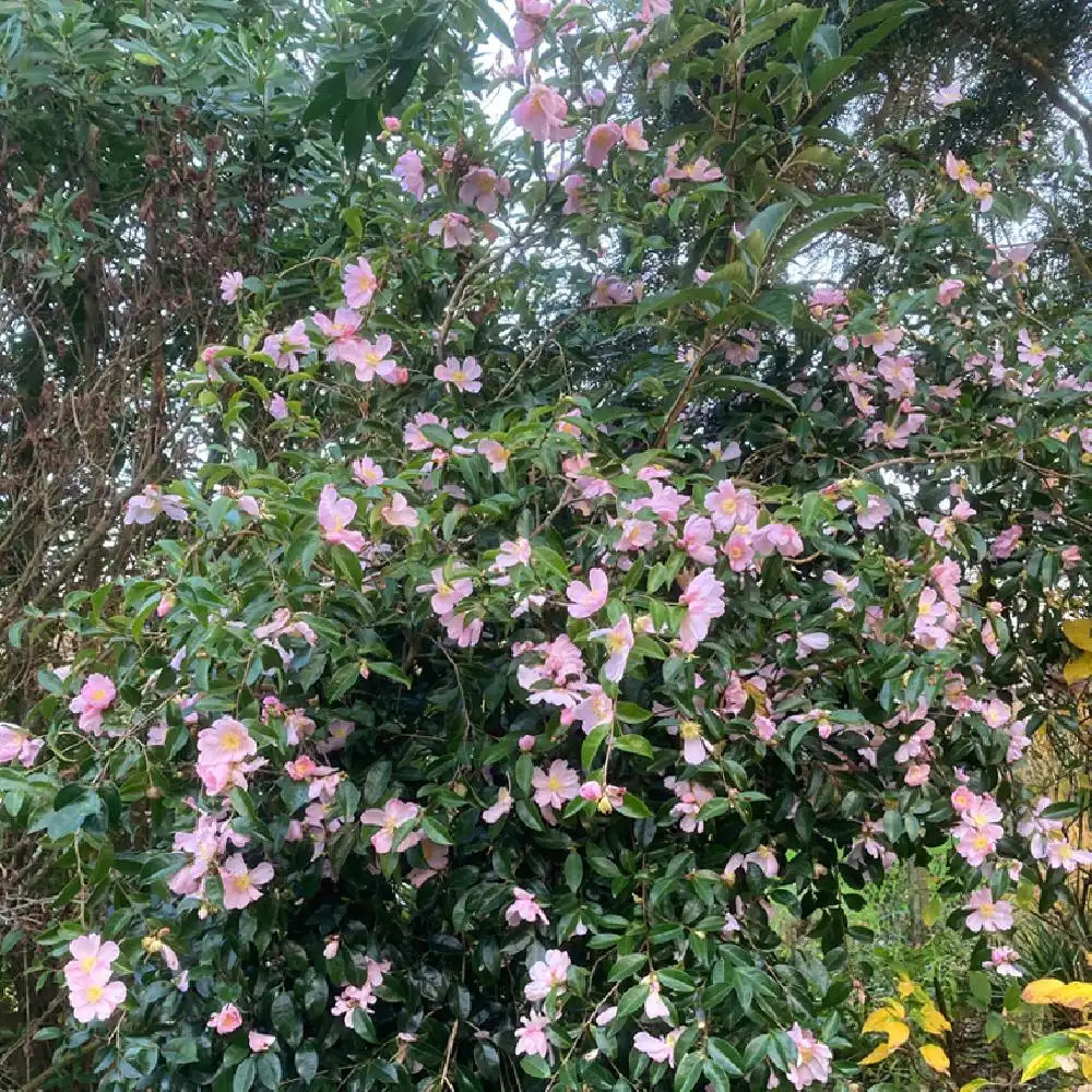 Camélia d'automne : pourquoi il est grand temps d'en planter un dans votre  jardin ?