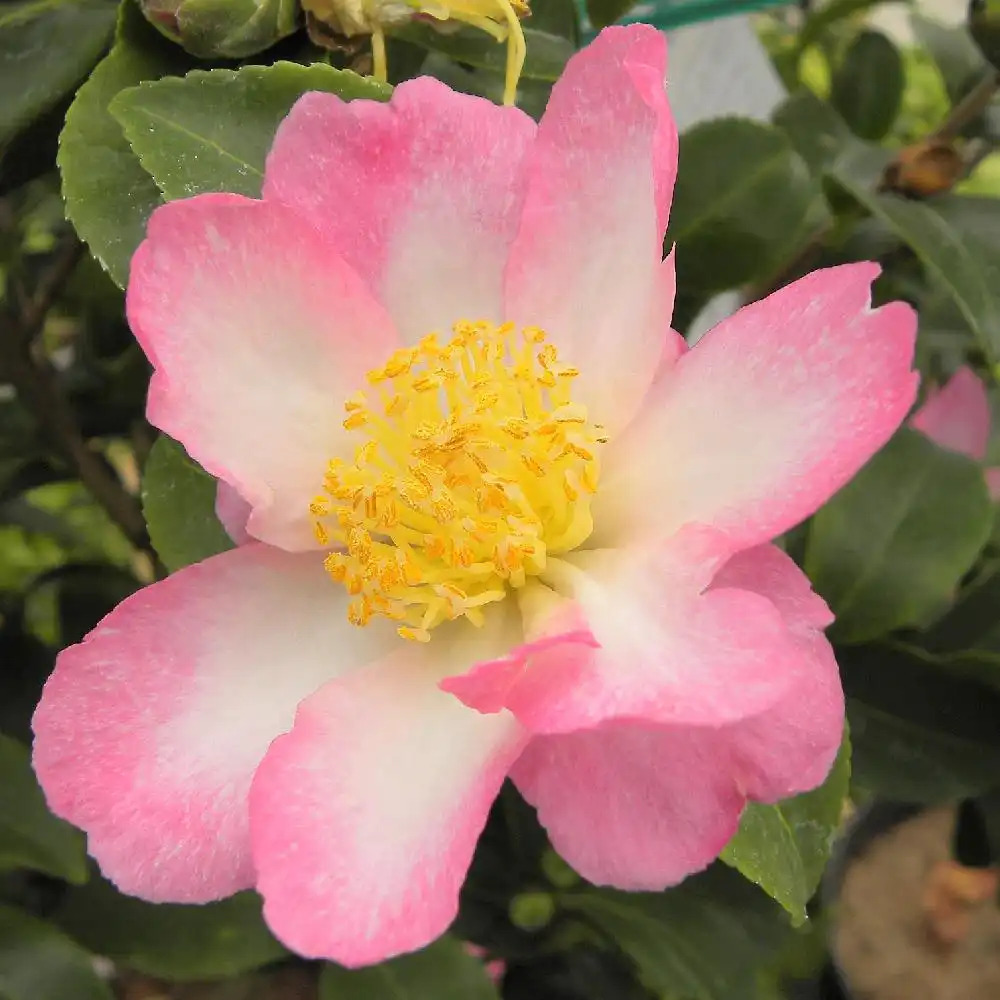 CAMELLIA sasanqua 'Rainbow'