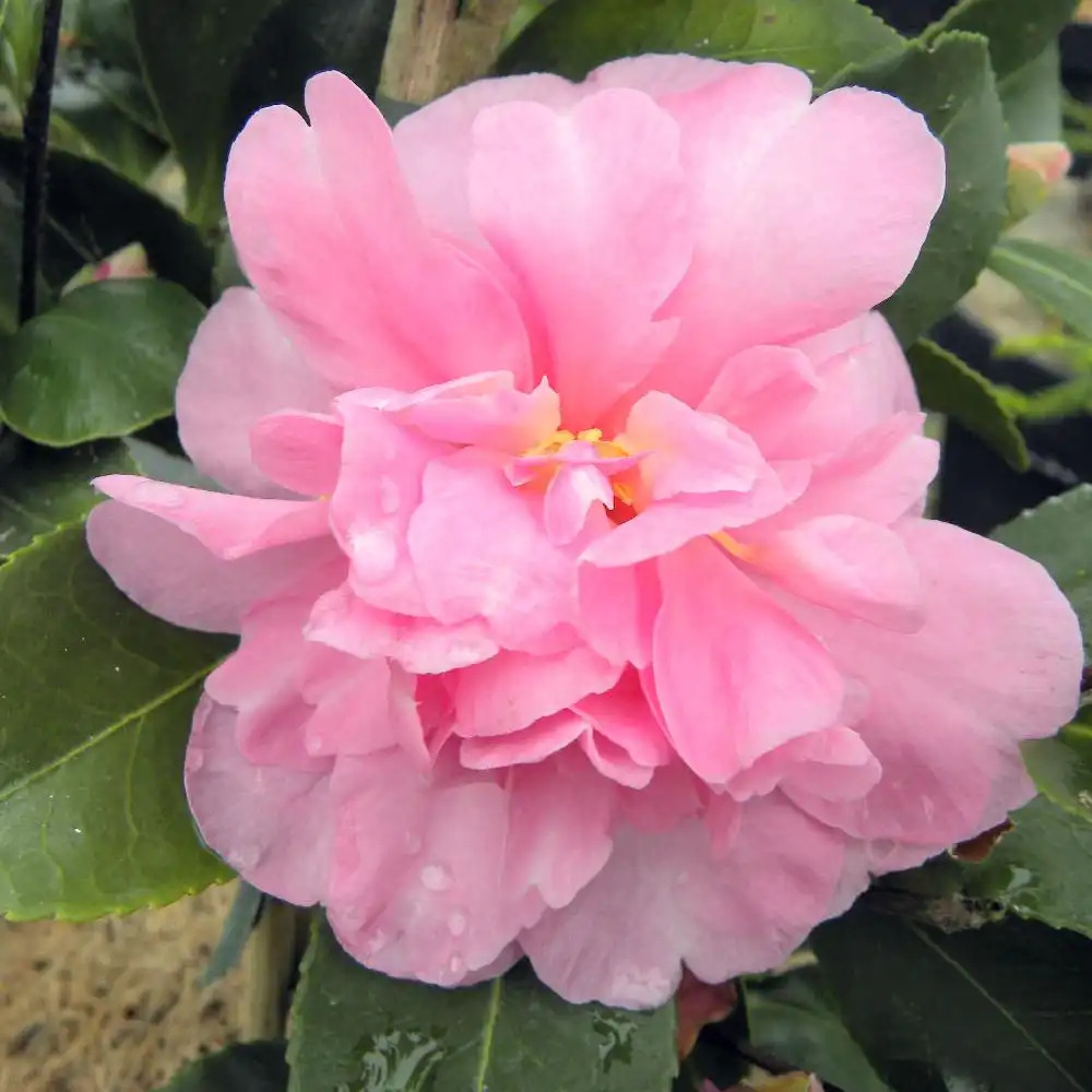 CAMELLIA sasanqua 'Showa-no-sakae'