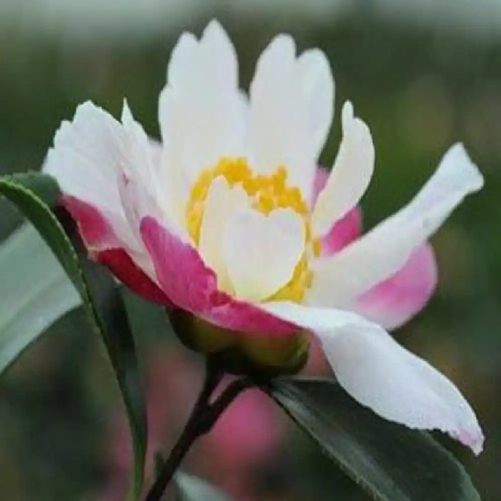 CAMELLIA sasanqua 'Susan'