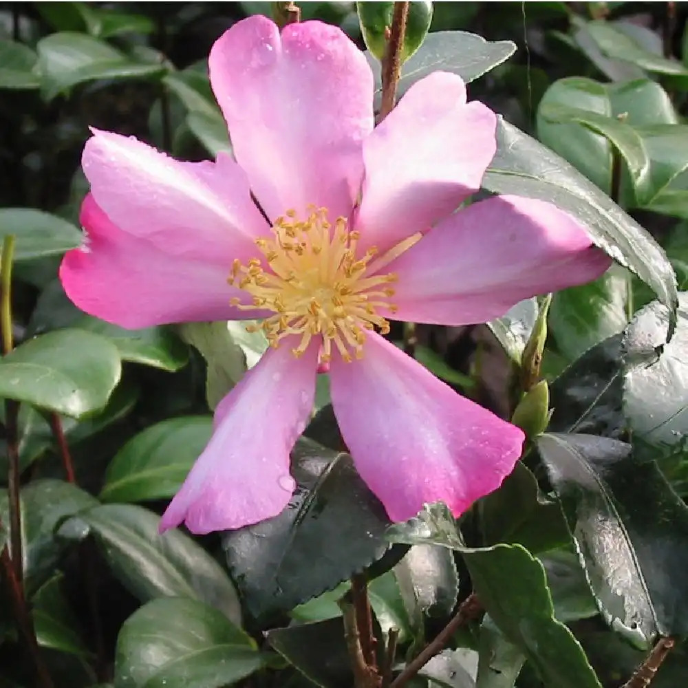 CAMELLIA sasanqua 'Totenko'