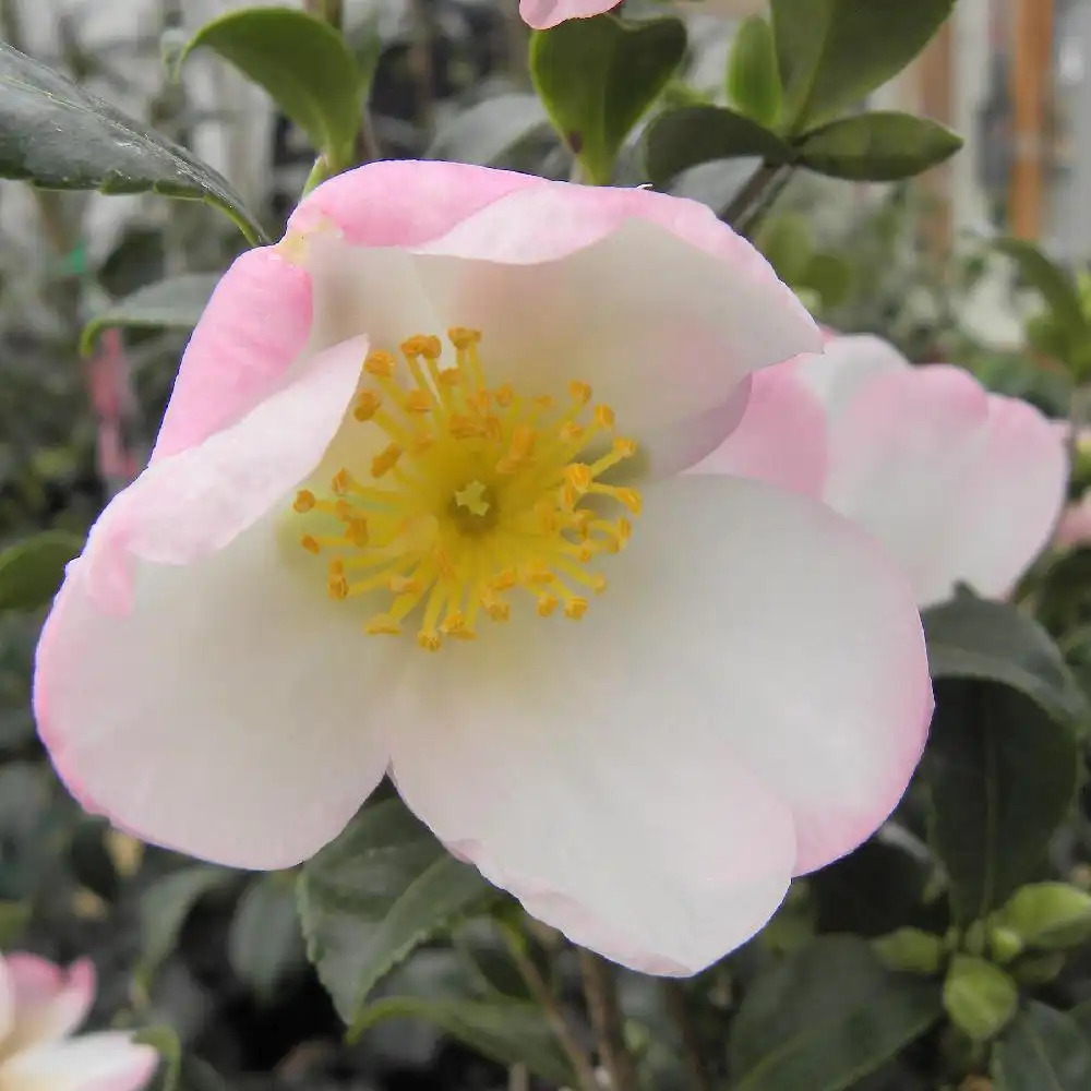 CAMELLIA sasanqua 'Versicolor' ('Tricolor Magnific)