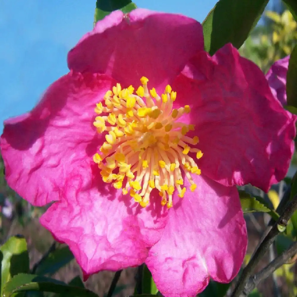 CAMELLIA sasanqua 'Vicomte de Noailles'