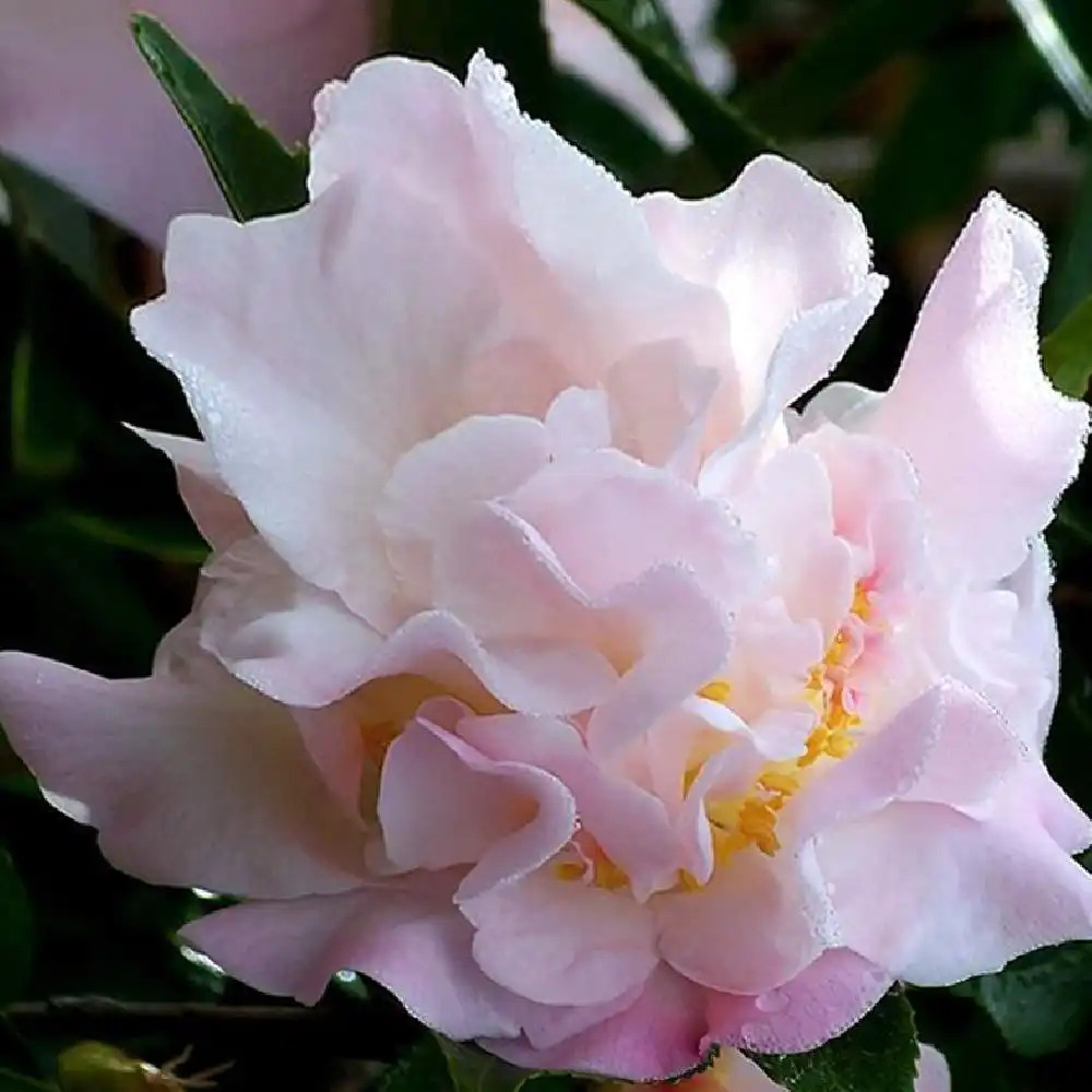 CAMELLIA 'Scentuous'