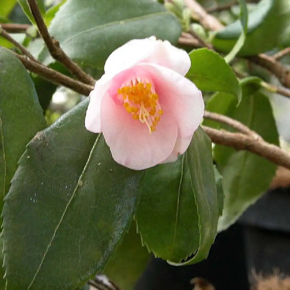 CAMELLIA sinensis 'Prostata'