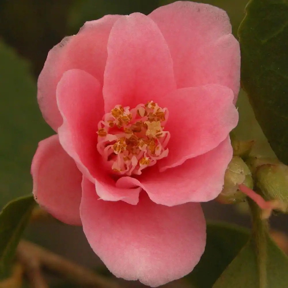 CAMELLIA sinensis 'Rosea'