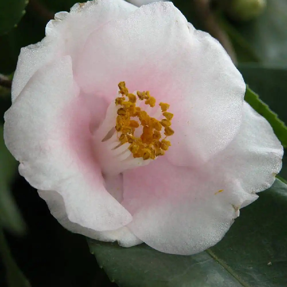 CAMELLIA 'Spring Mist'