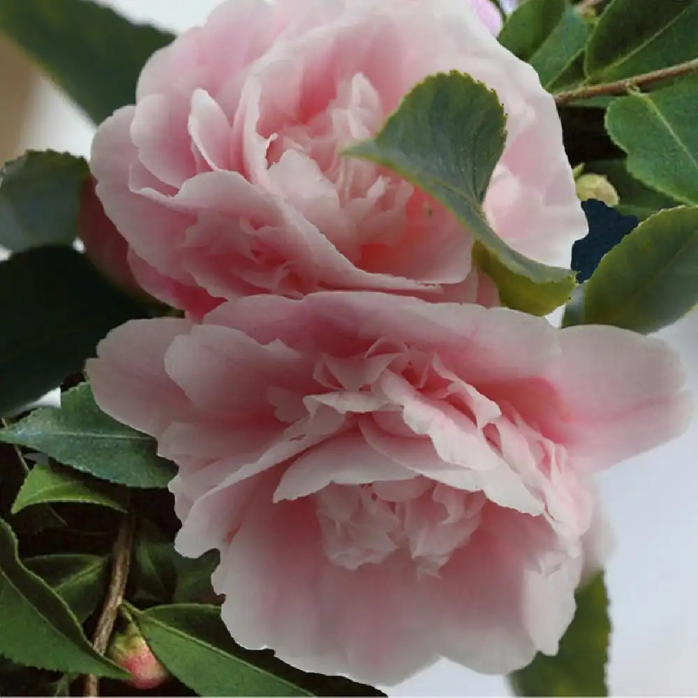 CAMELLIA 'Sweet Emily Kate'