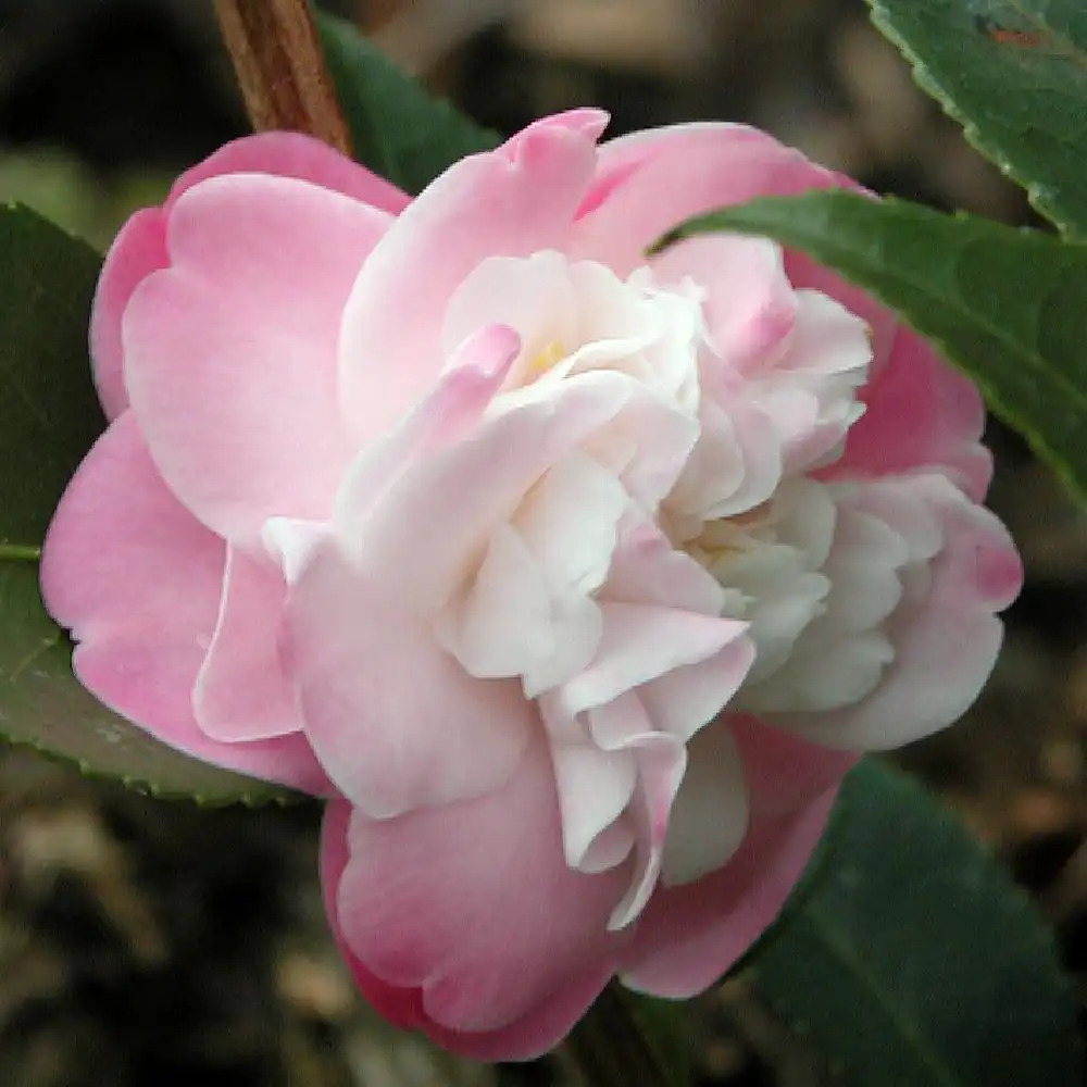 CAMELLIA 'Sweet Jane'