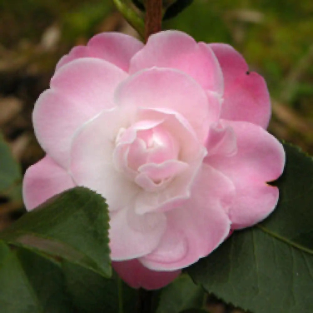 CAMELLIA 'Sweet Jane' - Camélia champêtre 'Sweet Jane' - CAMELLIA x  transnokoensis 'Sweet Jane' - pépinières Lepage Bretagne Bord de mer