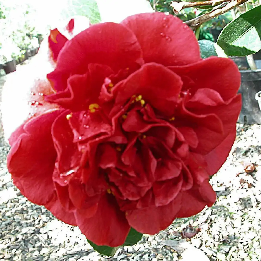 CAMELLIA 'Tom Knudsen'