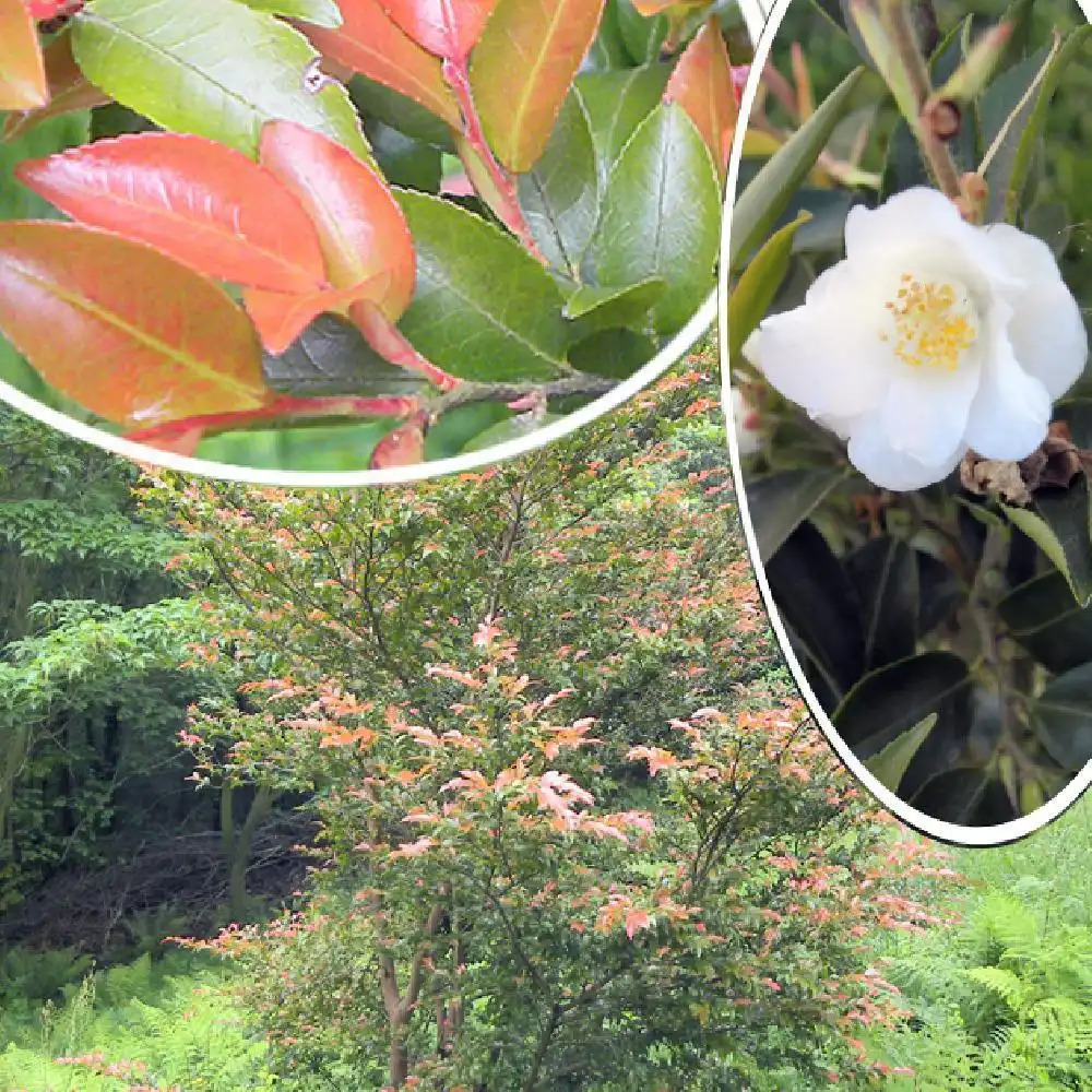 CAMELLIA transnokoensis