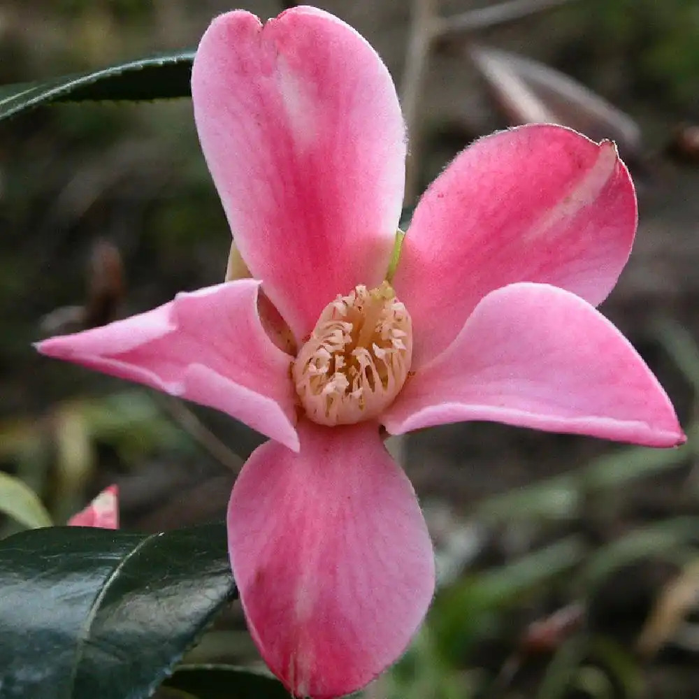 CAMELLIA japonica 'Tulip Time'
