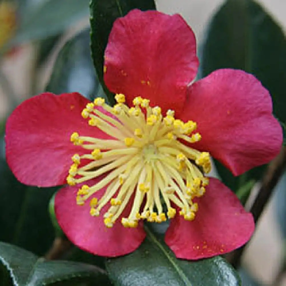 CAMELLIA x vernalis 'Yuletide'