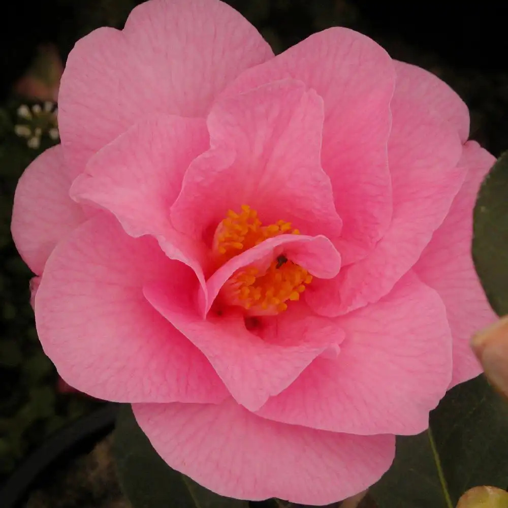 CAMELLIA x williamsii 'Brigadoon'