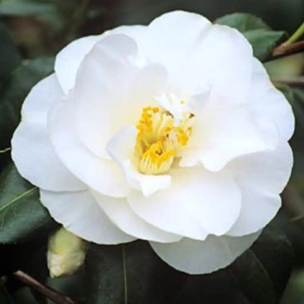 CAMELLIA x williamsii 'China Clay'