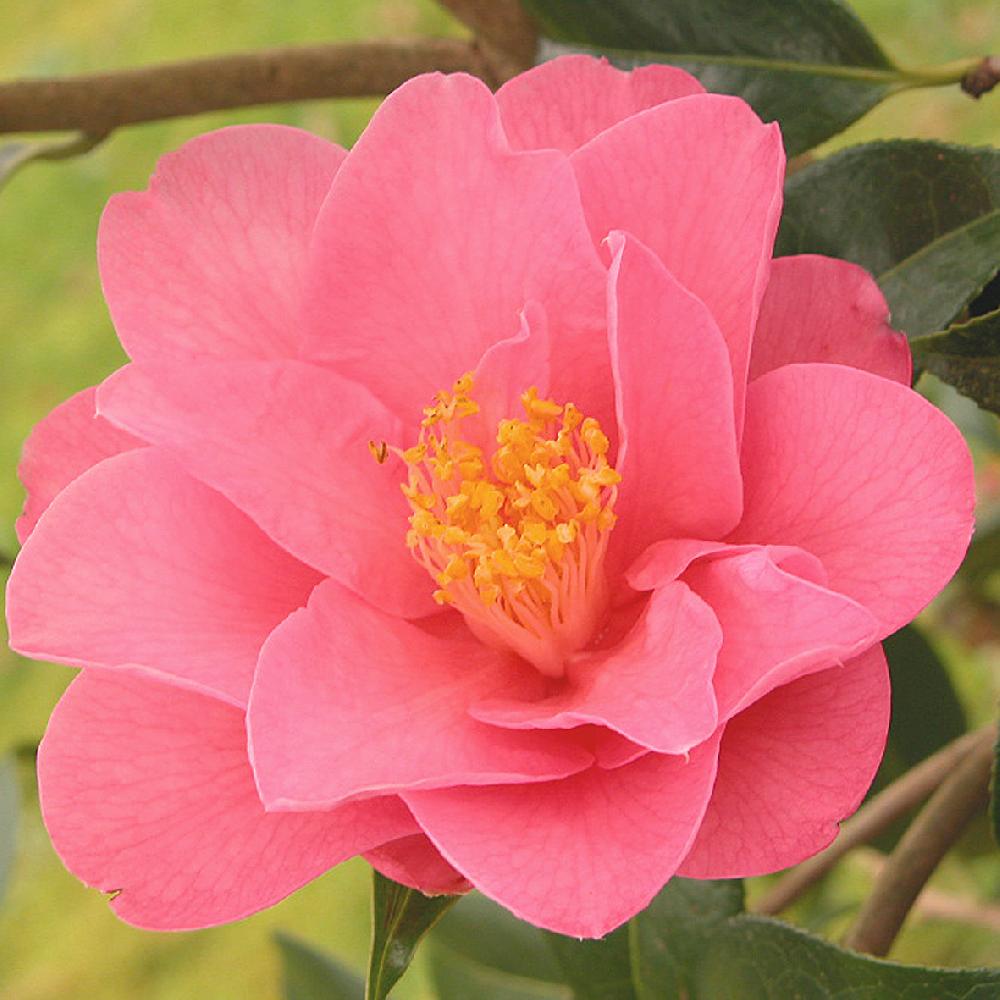 CAMELLIA x williamsii 'Daintiness'
