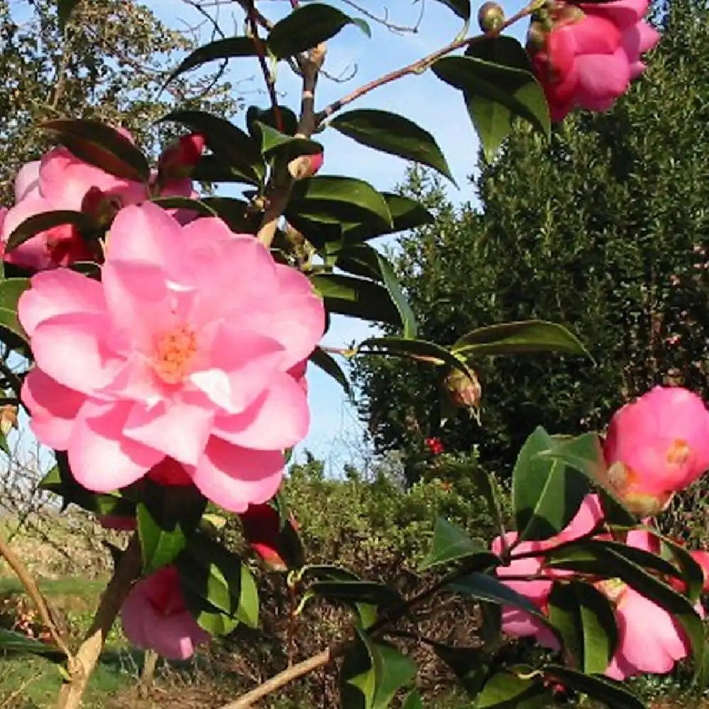 CAMELLIA x williamsii 'Daintiness'