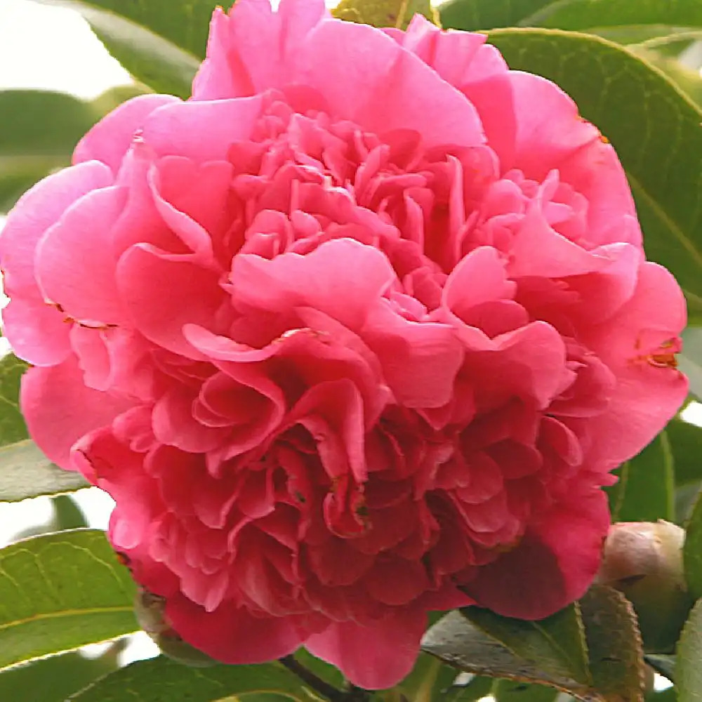 CAMELLIA x williamsii 'Debbie'