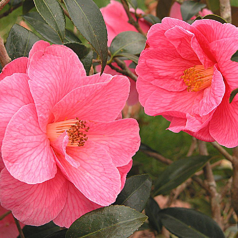 CAMELLIA x williamsii 'Donation'