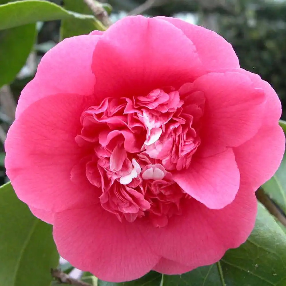 CAMELLIA x williamsii 'Elsie Jury'