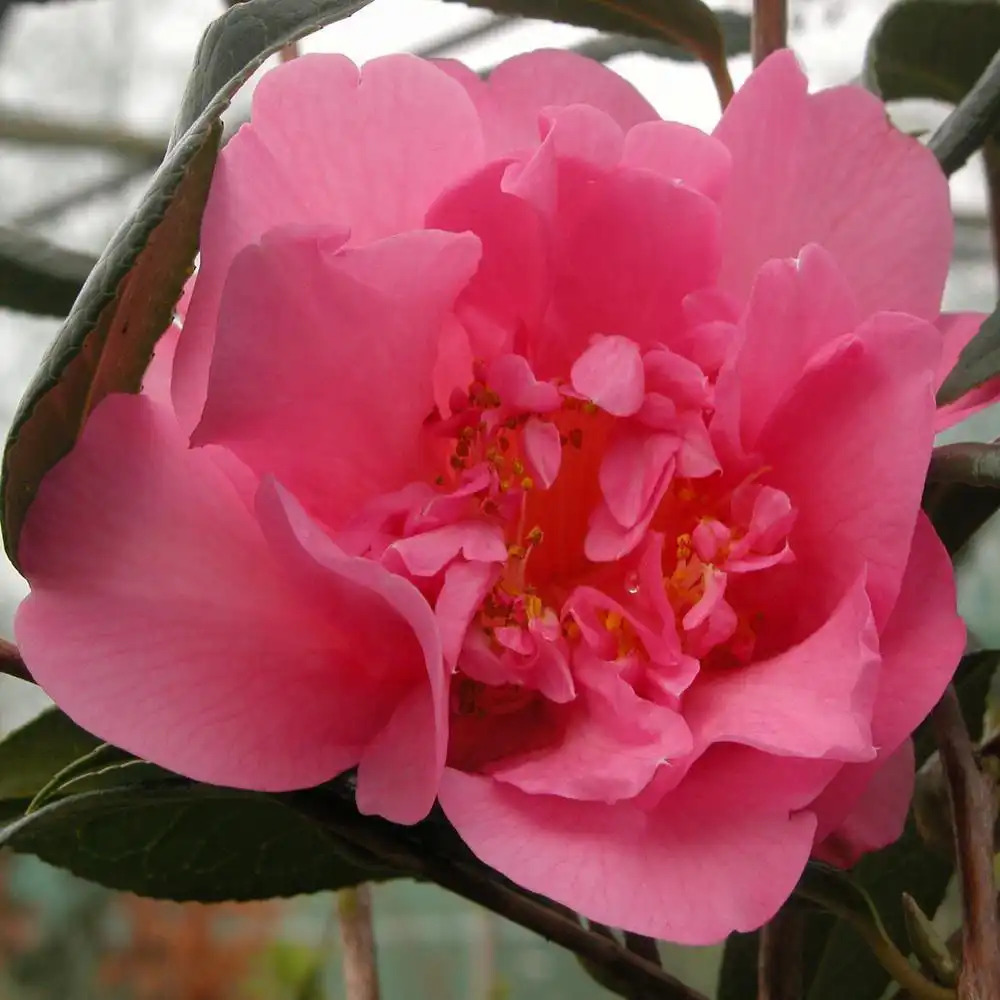 CAMELLIA x williamsii 'Mary Phoebe Taylor'