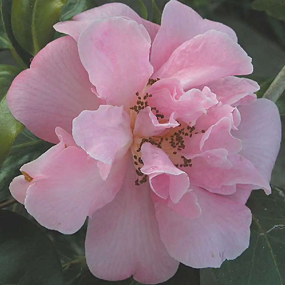 CAMELLIA x williamsii 'Parc Meur'