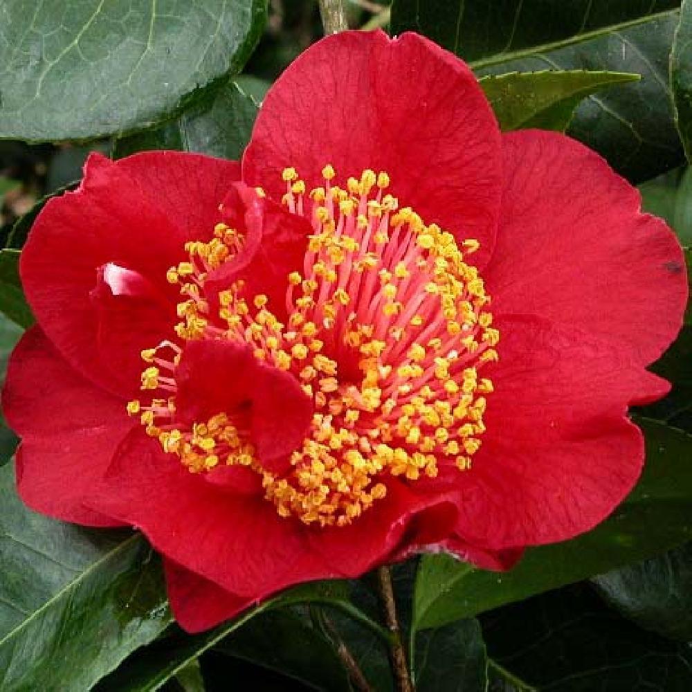 CAMELLIA x williamsii 'Rendezvous'