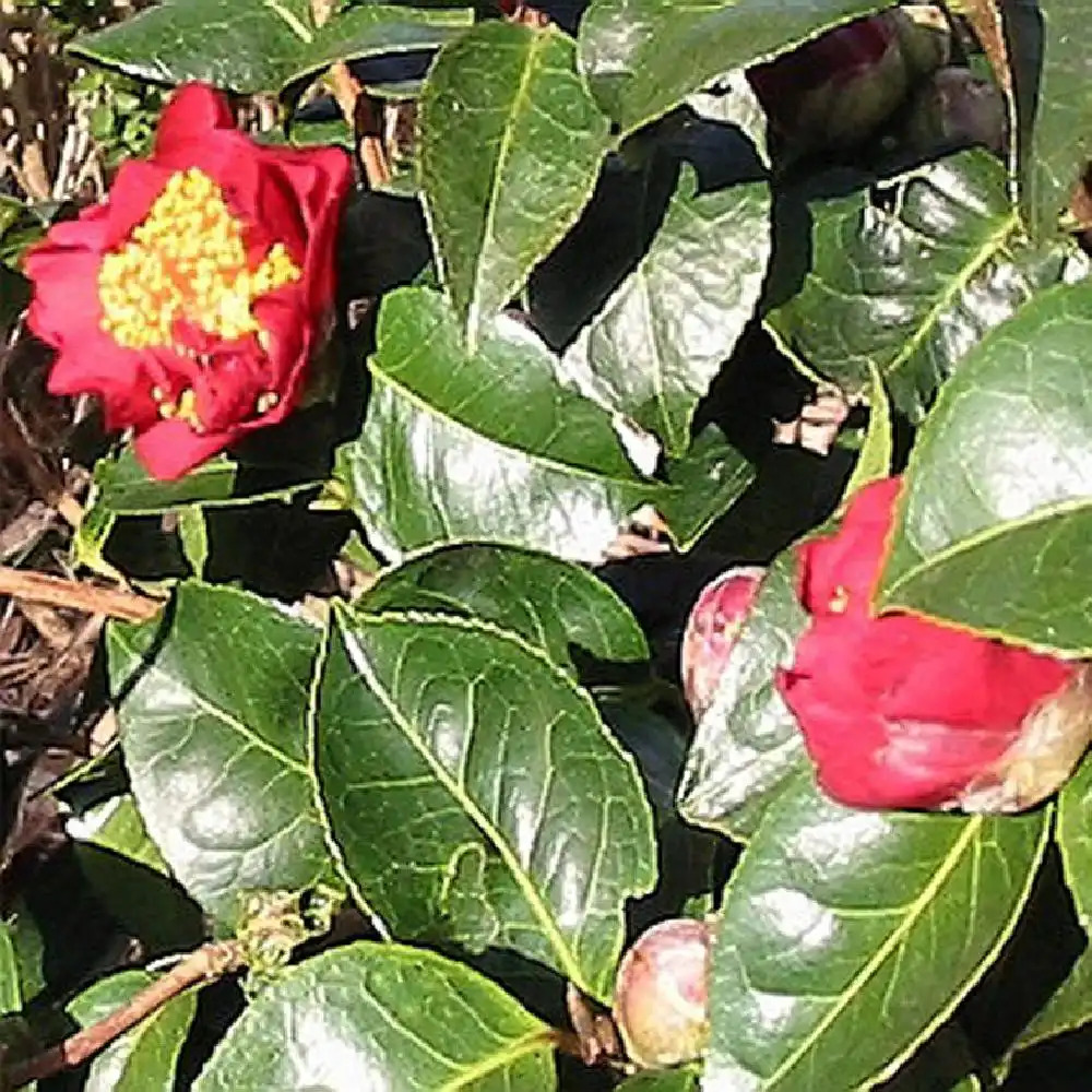 CAMELLIA x williamsii 'Rendezvous'