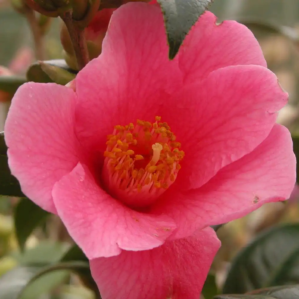 CAMELLIA x williamsii 'St Ewe'