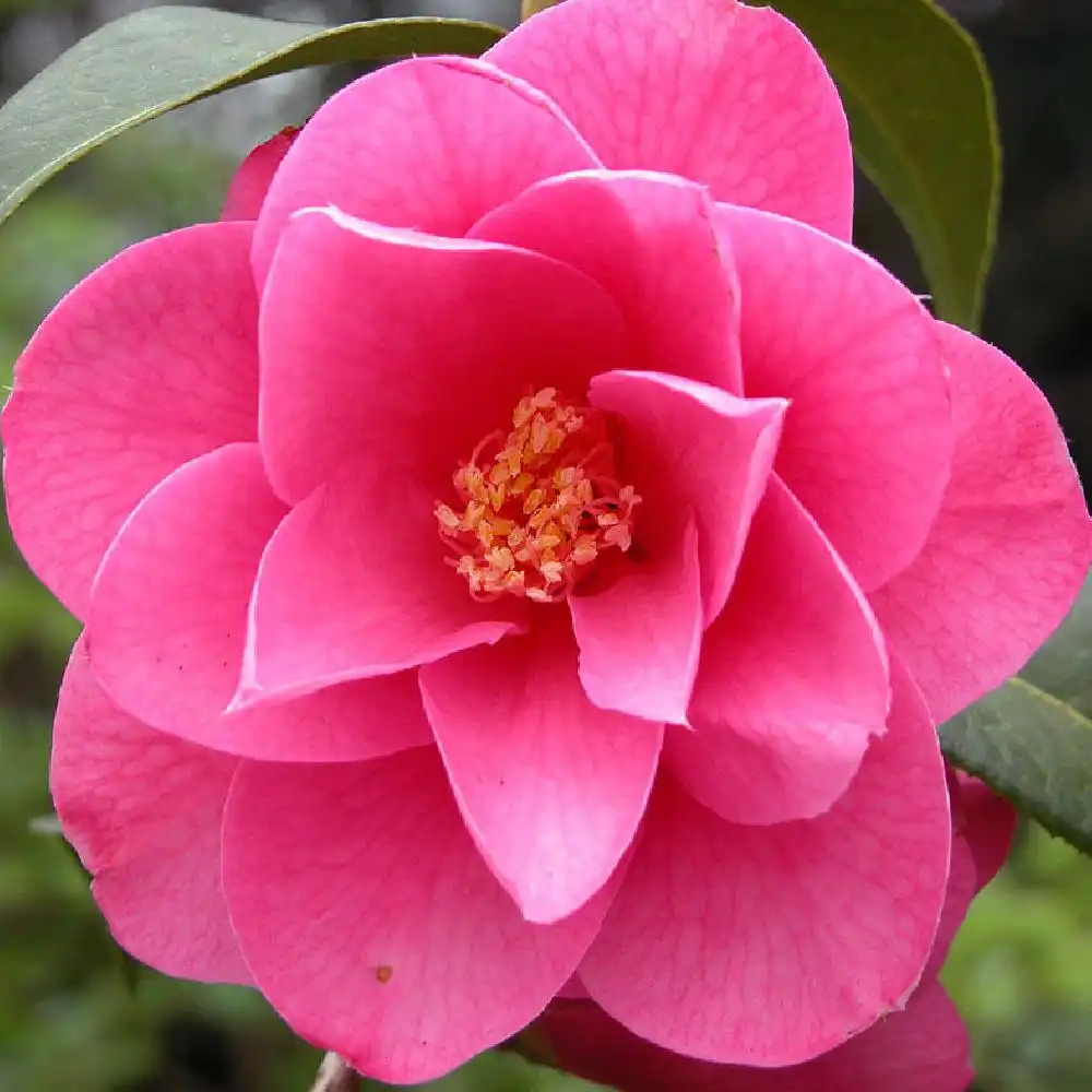 CAMELLIA x williamsii 'Water Lily'