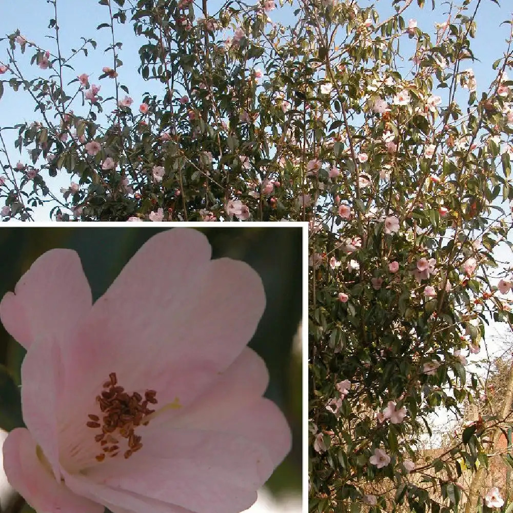 CAMELLIA 'Winton'