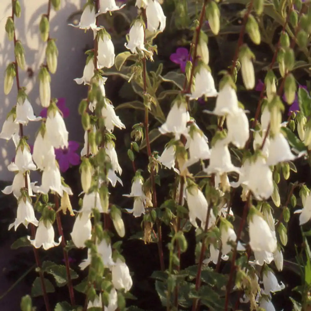 CAMPANULA alliariifolia