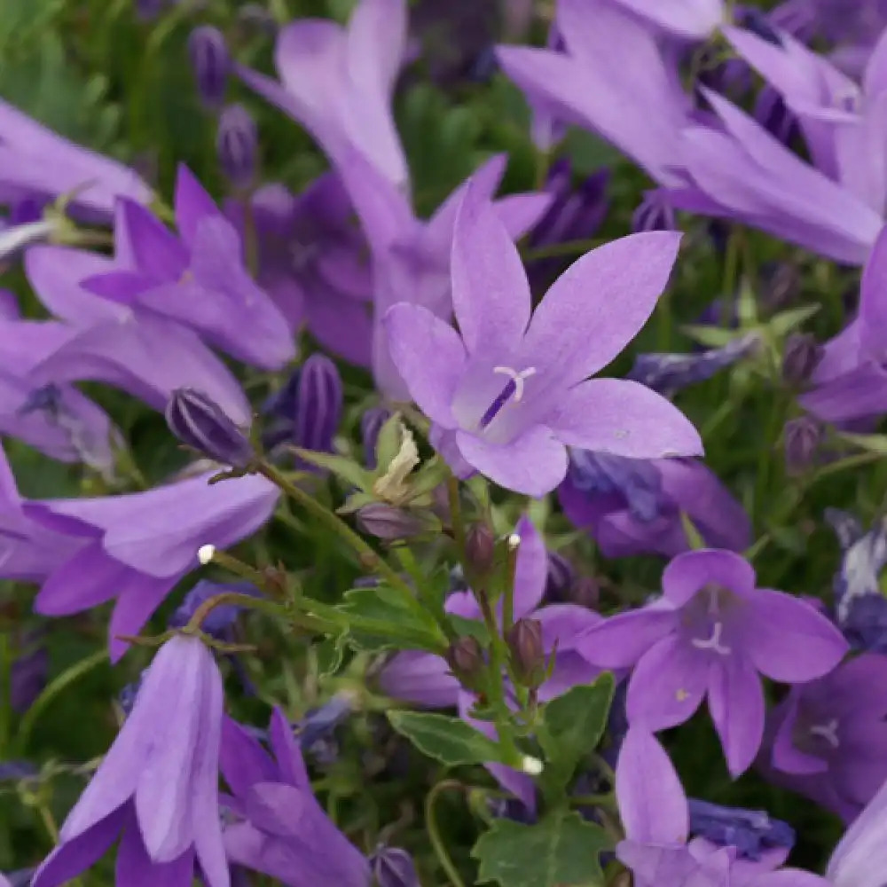 CAMPANULA 'Birch Hybrid'