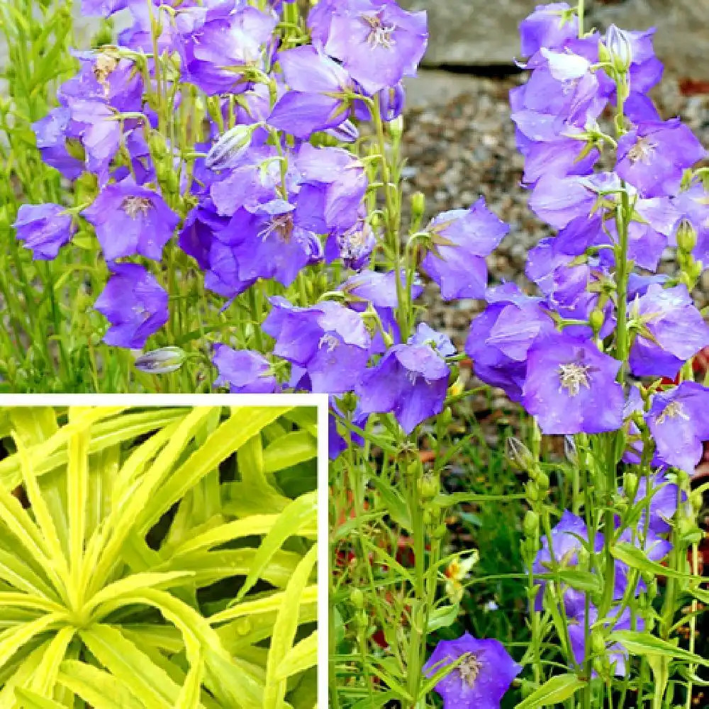 CAMPANULA 'Blue Eyed Blonde'