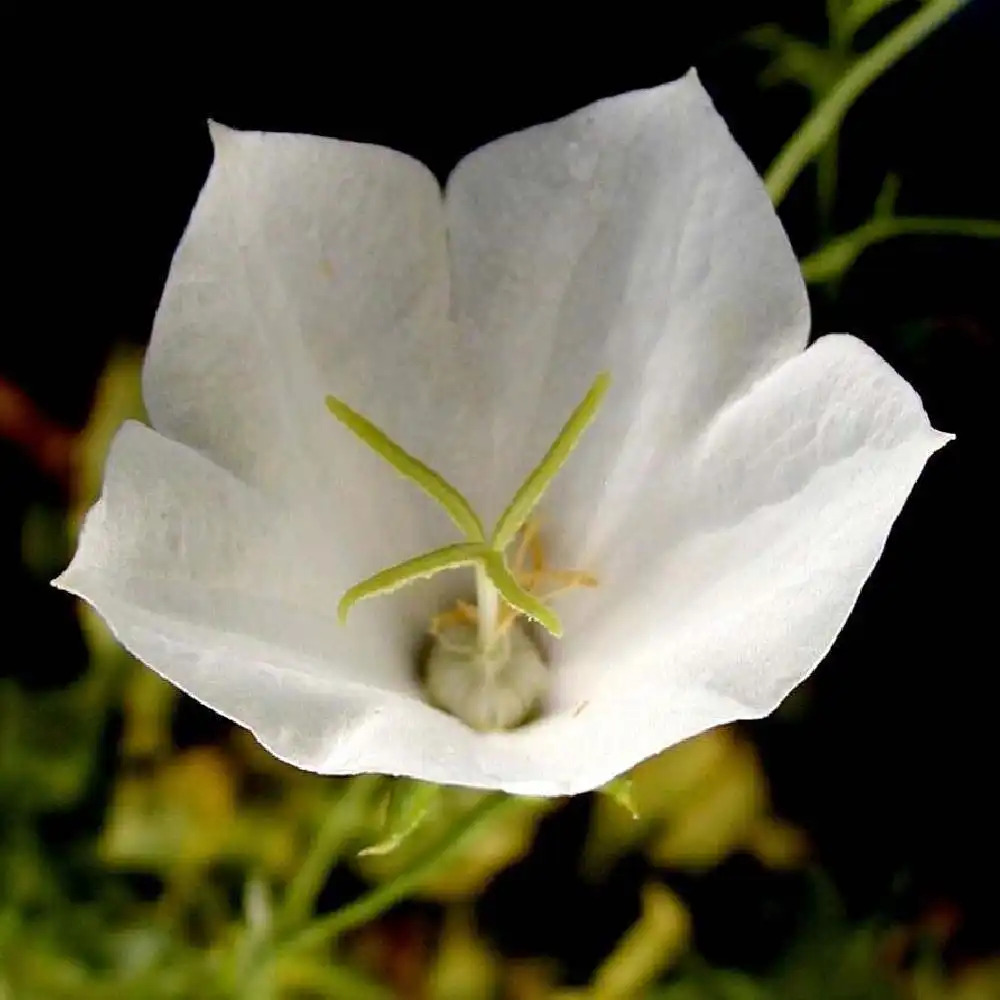 CAMPANULA carpatica 'Alba' - Campanule des Carpates blanches - pépinières  Lepage Bretagne Bord de mer