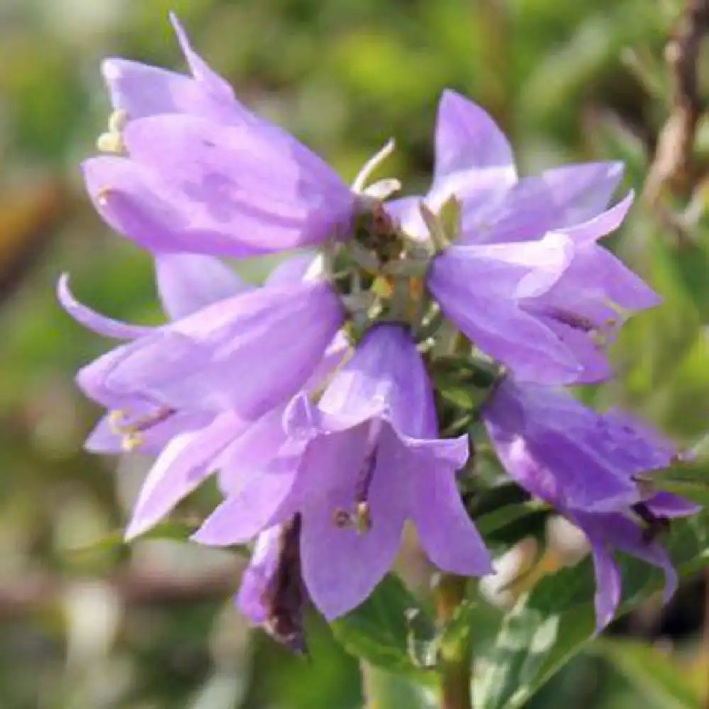 CAMPANULA carpatica 'Gaudi Violet' - Campanule des Carpates violette -  pépinières Lepage Bretagne Bord de mer