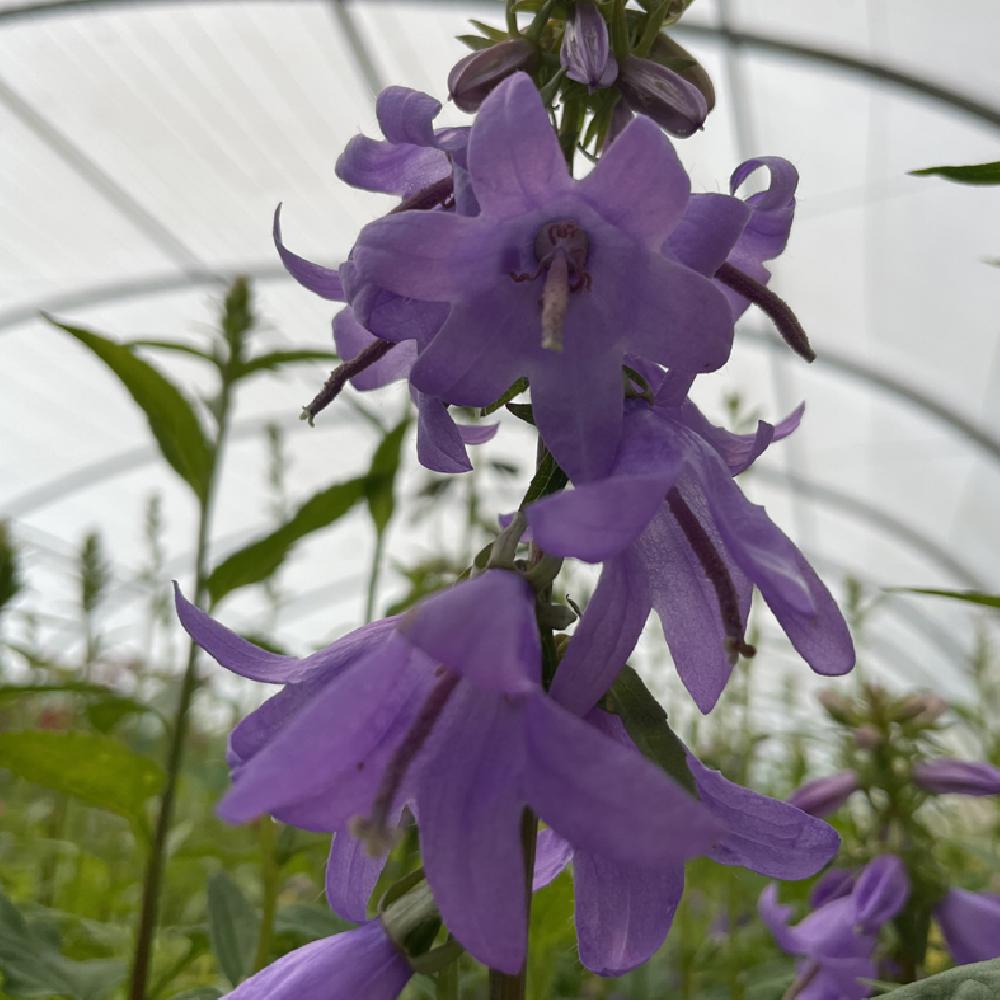 CAMPANULA carpatica 'Gaudi Violet'