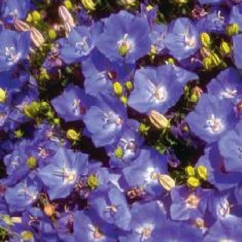 CAMPANULA carpatica 'Karl Foerster'