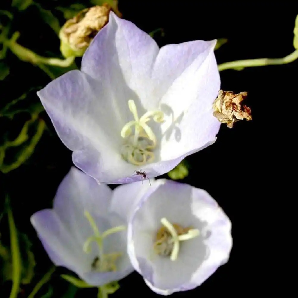 CAMPANULA carpatica 'Silberschale'