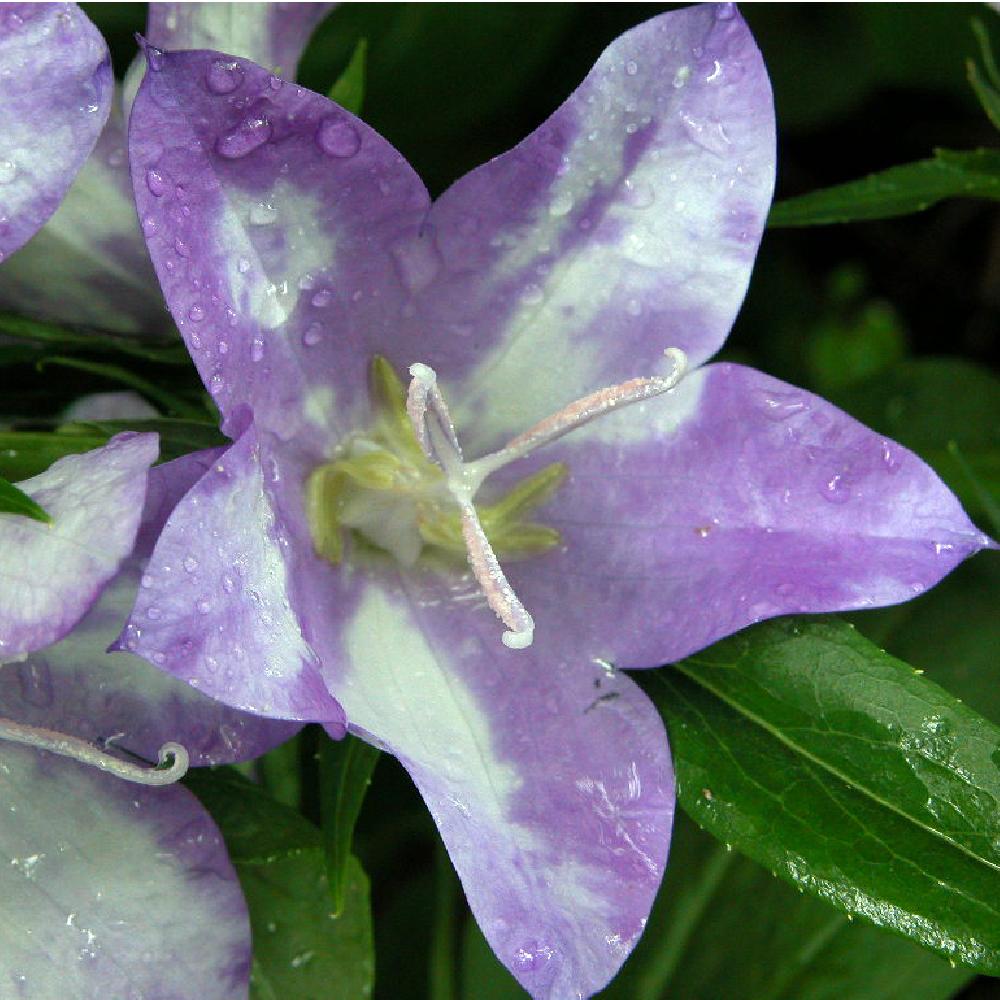 CAMPANULA 'Caty'