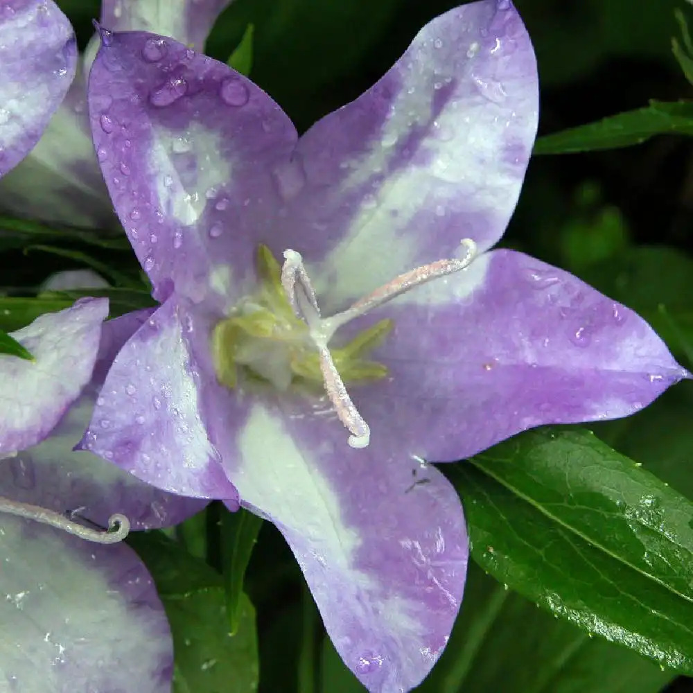 CAMPANULA 'Caty'