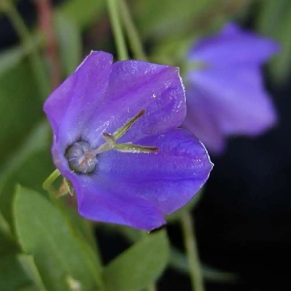 CAMPANULA carpatica