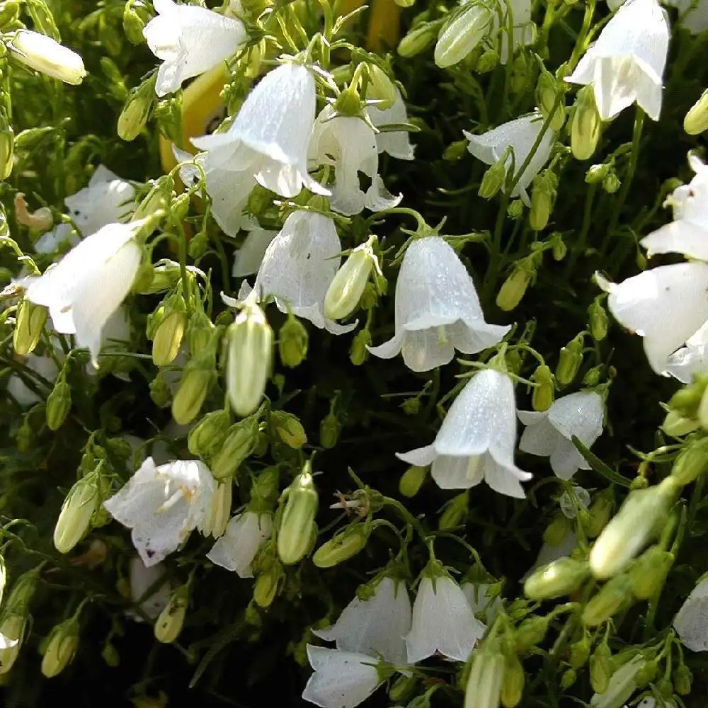 CAMPANULA cochleariifolia 'Alba' - Campanule fluette 'Blanche' - Campanule  à feuilles de Cochléaire - pépinières Lepage Bretagne Bord de mer