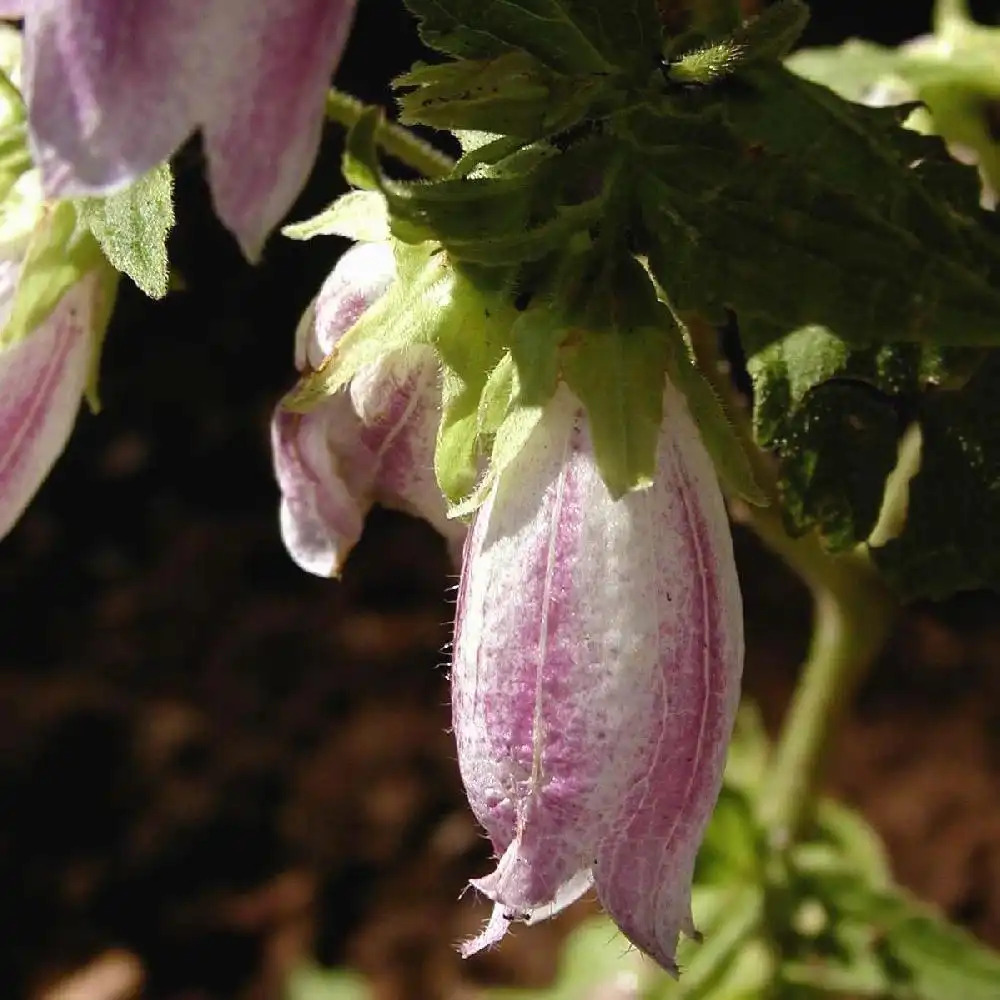 CAMPANULA 'Elizabeth' (C. takesimana)
