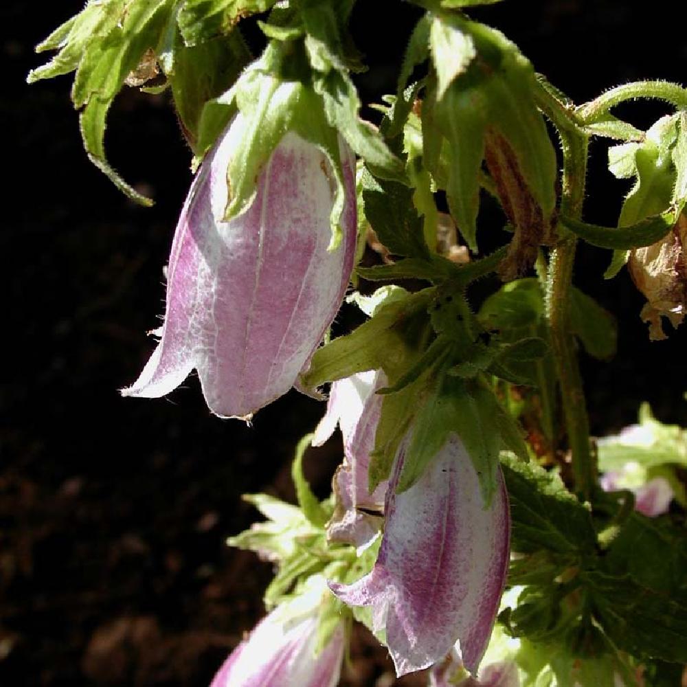 CAMPANULA 'Elizabeth' (C. takesimana)