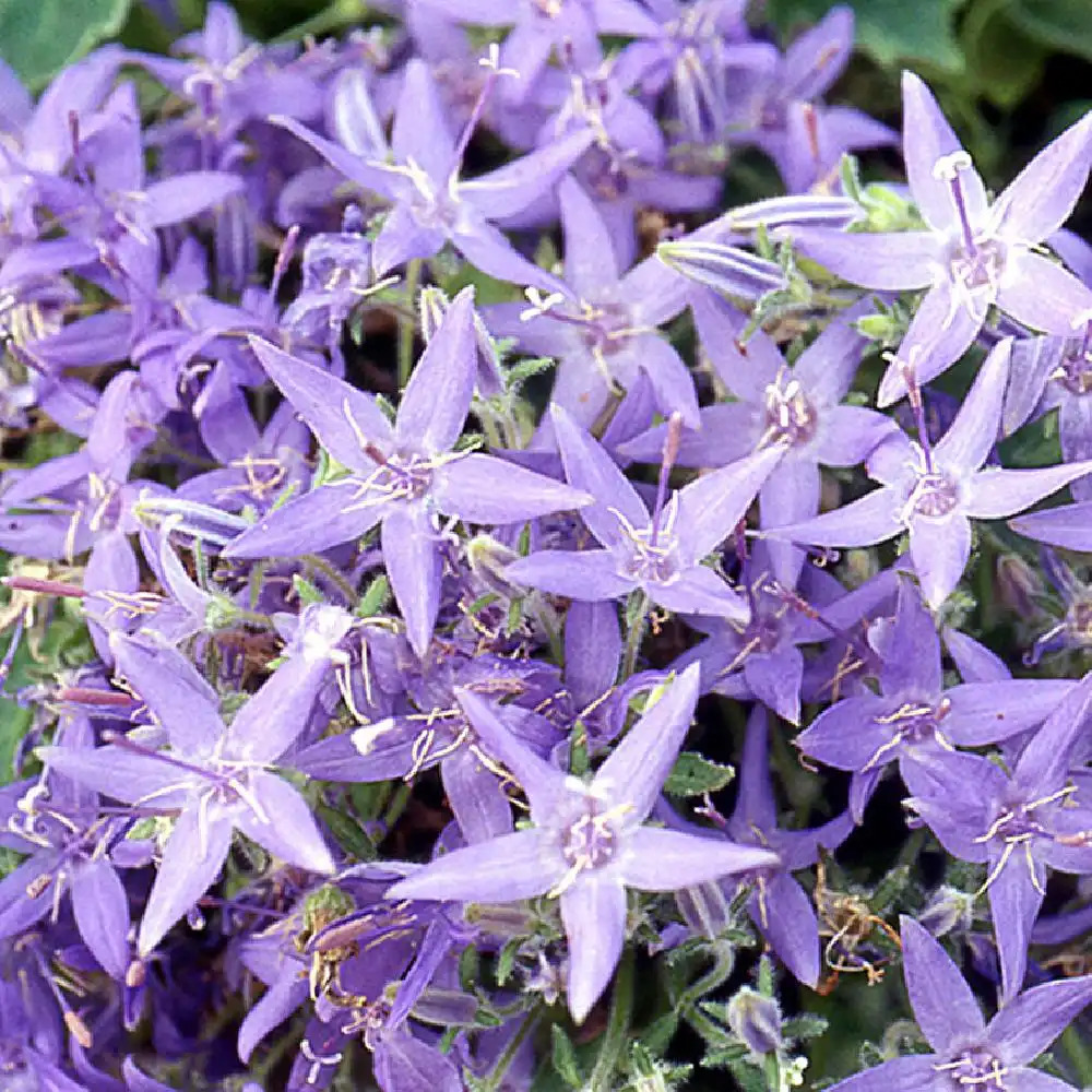 CAMPANULA fenestrellata